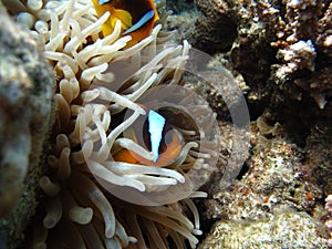 Red sea clown fish Nemo. (Amphiprioninae).