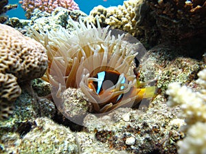 Red sea clown fish Nemo. (Amphiprioninae).