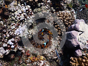 Red Sea clownfish with baby fish by the coral reef in red sea egypt beach