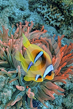 Red Sea Clownfish, Red Sea, Egypt