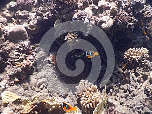 Red Sea clownfish by teh coral reef in red sea egypt beach