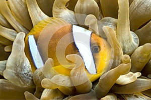 Red Sea Clownfish, Two banded Anemonefish, Amphiprion bicintus