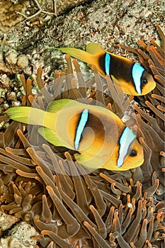 Red Sea Clownfish, Two-banded Anemonefish, Red Sea, Egypt