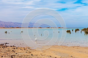 Red Sea coast and mangroves in the Ras Mohammed National Park. Famous travel destionation in desert. Sharm el Sheik, Sinai photo