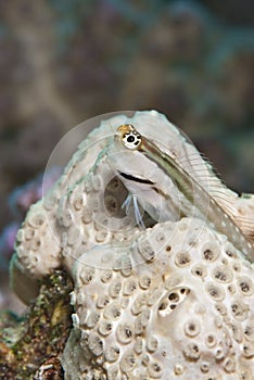Red Sea combtooth blenny.