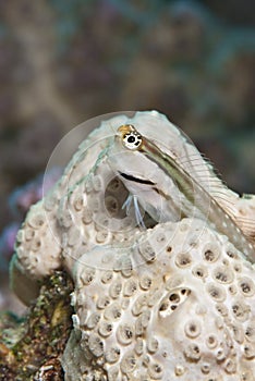 Red Sea combtooth blenny. photo