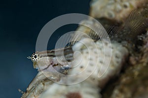 Red Sea combtooth blenny