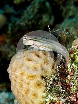 Red Sea combtooth blenny