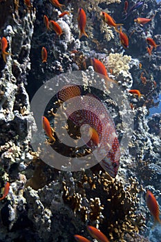 Red Sea coral grouper