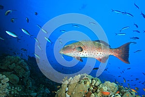 Red Sea Coral Grouper photo