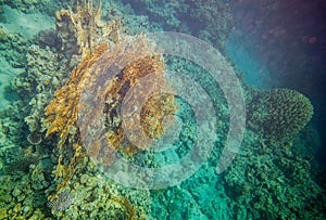 Red sea coral reef