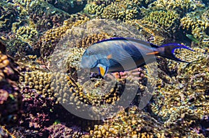 Red sea coral reef with beautiful colorful fish