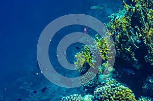 Red sea coral reef with beautiful colorful fish