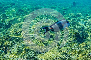 Red sea coral reef with beautiful colorful fish