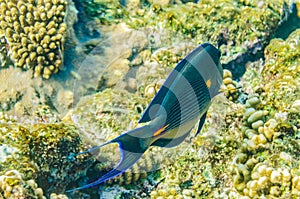 Red sea coral reef with beautiful colorful fish