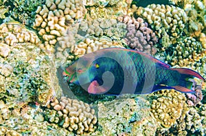 Red sea coral reef with beautiful colorful fish