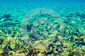 Red sea coral reef with beautiful colorful fish