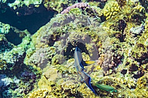 Red sea coral reef with beautiful colorful fish