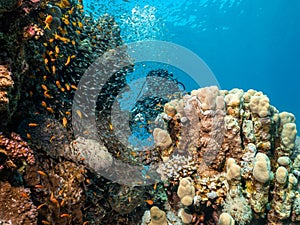 A Red Sea coral reef teeming with marine life. A female scuba diver and blue water in the background. Picture from