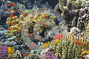 Red Sea, coral reef underwater