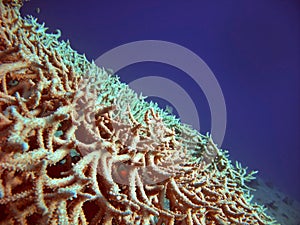 Red sea corals photo