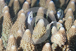 Red Sea corals house for Fishes