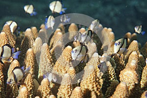 Red Sea corals house for Fishes