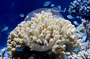 Red Sea corals house for Fishes close up portrait