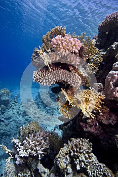 Red Sea corals underwater scene