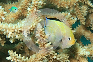 Red Sea Dascyllus