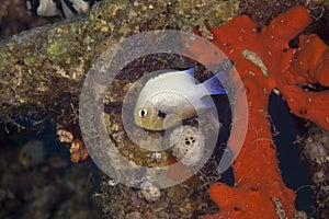 Red sea dascyllus (dascyllus marginatus)