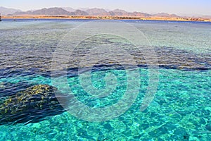 Red Sea. Egypt.The coral reef in the Red Sea