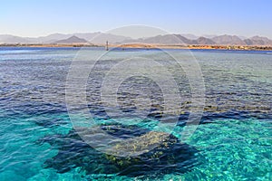 Red Sea. Egypt.The coral reef in the Red Sea