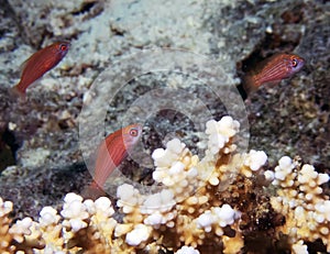 Red Sea Eightline Flashers Paracheilinus octotaenia in Marsa Alam