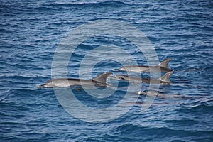 Red sea and a family of dolphins on the water surface. Wild sea animals