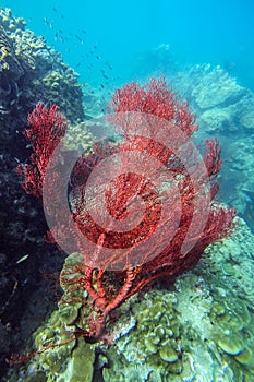 Red sea fan in coral reef photo