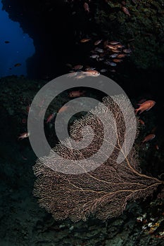 Red Sea Fan and School of Fish