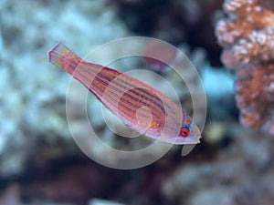 Red sea flasher wrasse