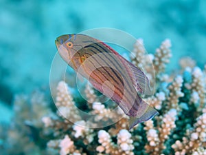 Red sea flasher wrasse