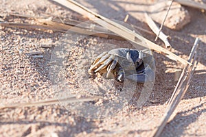 Red Sea ghost crab, Ocypode saratan