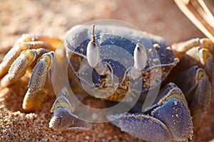 Red Sea ghost crab, Ocypode saratan