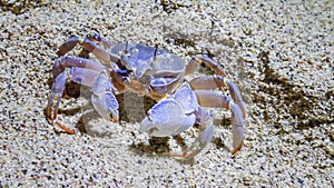 Red Sea ghost crab (Ocypode saratan), crab runs along the sand, burrows in the sand