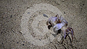 Red Sea ghost crab Ocypode saratan, crab runs along the sand, burrows in the sand on the beach