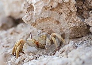 Red Sea ghost crab under a rock