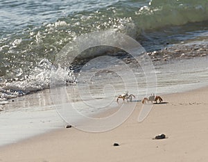 Red Sea ghost crabs on the beach