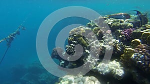 Red Sea junker close