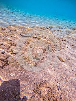 Red Sea Lizard fish (Synodus variegatus) on sand at coral reef