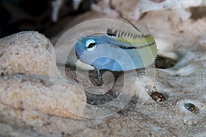 Red sea mimic blenny