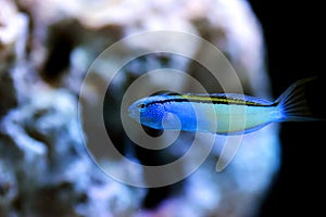 Red Sea mimic blenny - Ecsenius gravieri