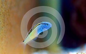 Red Sea mimic blenny - Ecsenius gravieri